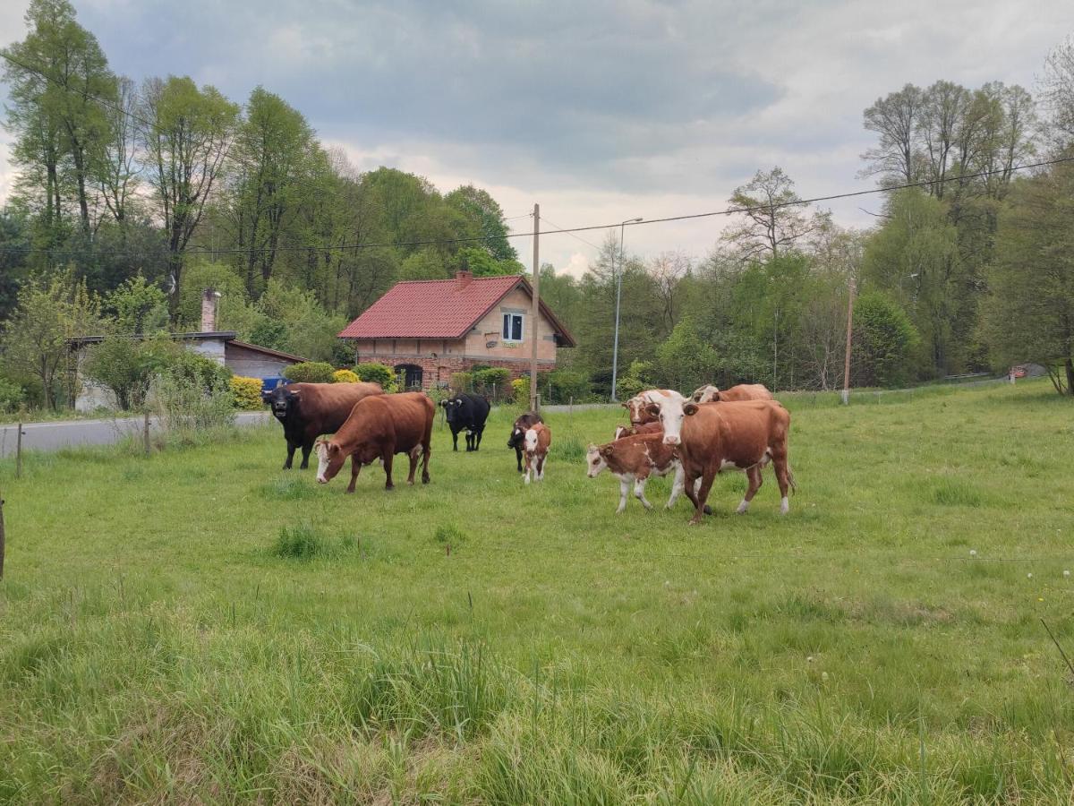 Lusatia Farm Leśna Exteriör bild
